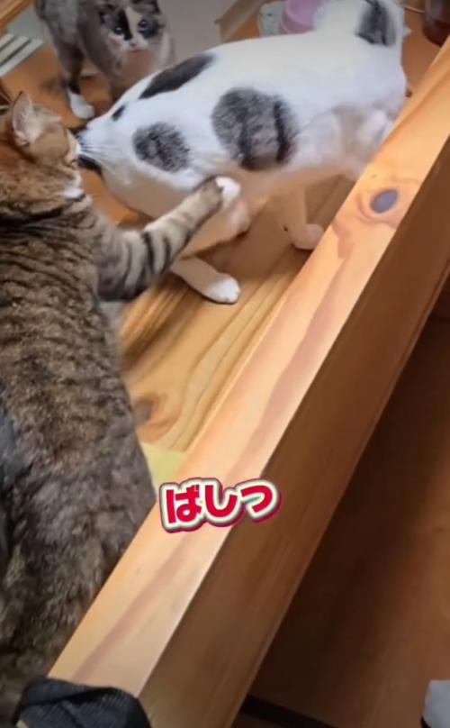 八つ当たりする猫