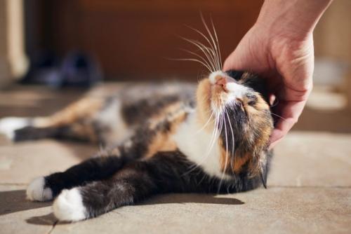 撫でてもらう猫