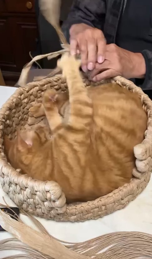 紙紐にじゃれついている猫