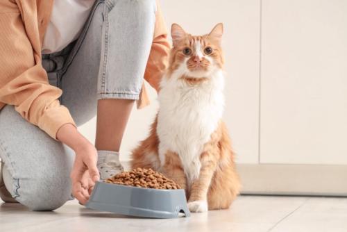 ごはんを待っている猫