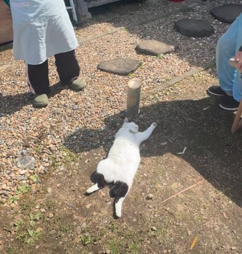 日向ぼっこする猫3