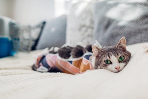 術後の猫