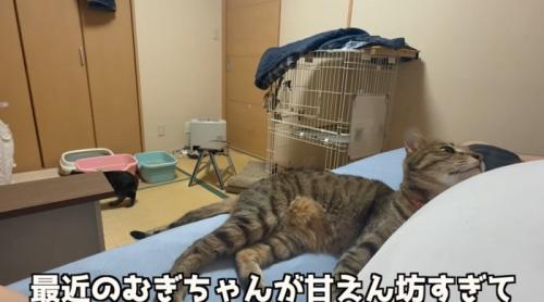 きじとら猫