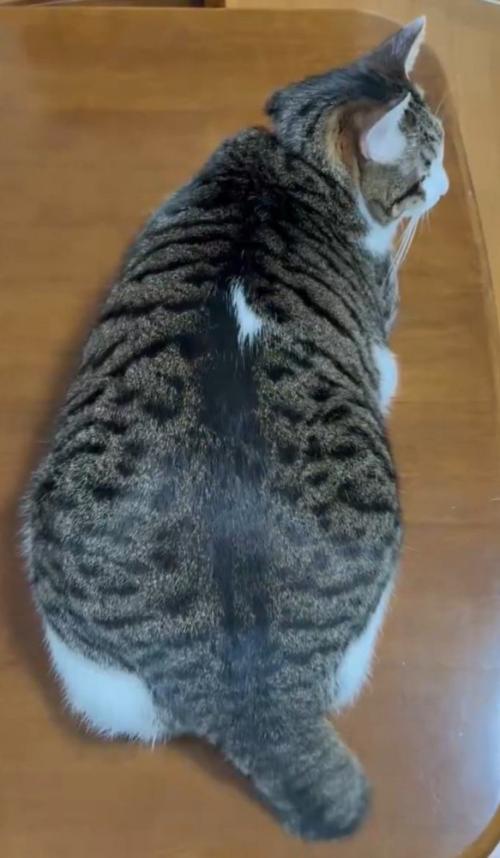 しっぽを右に振る猫