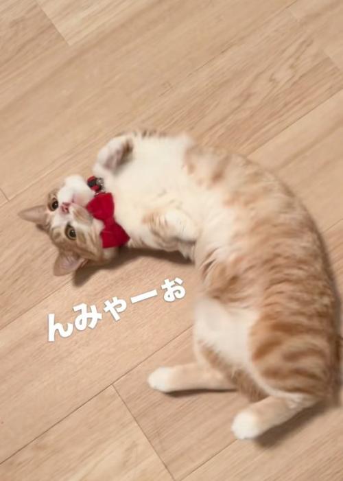 見上げる猫