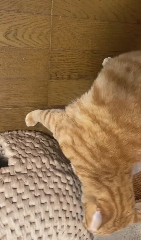 猫ちぐらの匂いを嗅ぐ茶トラ猫
