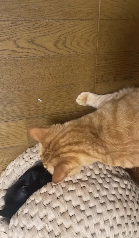 猫ちぐらの穴を覗き込む茶トラ猫