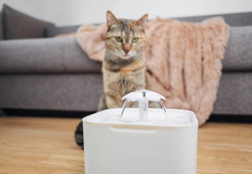 離れたところから給水器を見つめる猫