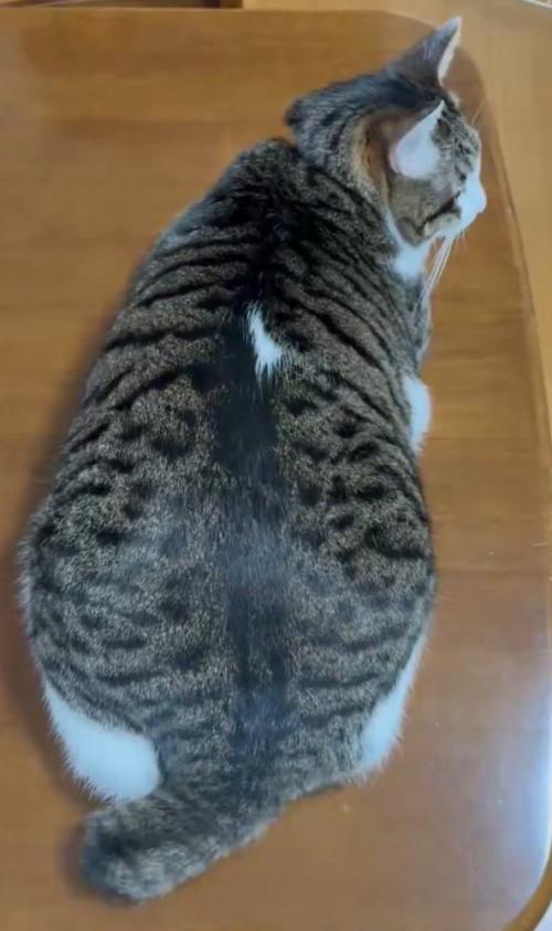 しっぽを左に振る猫