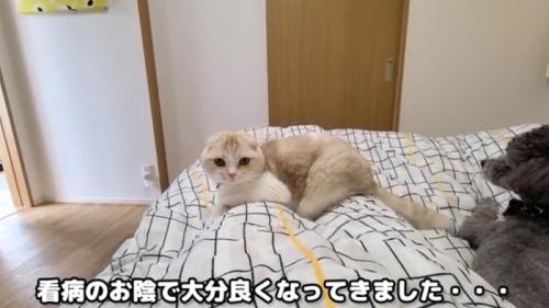 ベッドに寝ている飼い主とそばにいる猫