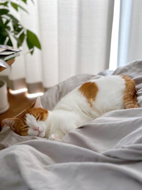 寝ている猫