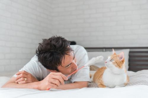 猫じゃらしで遊ぶ男性と猫