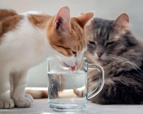 飲水する子猫と見守る成猫