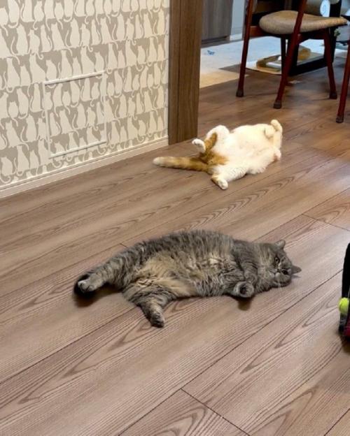 床に寝ている猫