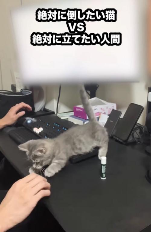 キーボードに乗る子猫