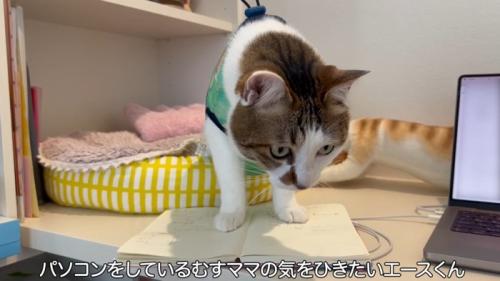 ノートの上に立っている猫