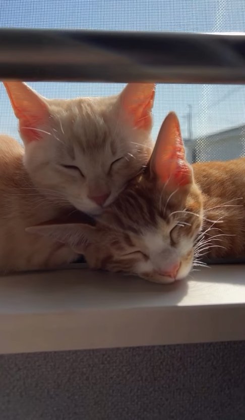 窓際で重なって寝ている2匹の子猫
