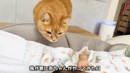 赤ちゃんの様子を伺う茶トラマンチカン