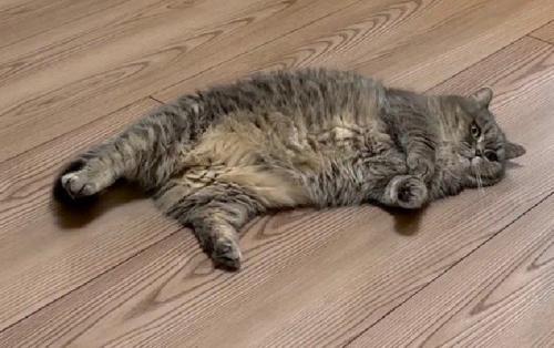 どーんと横たわる猫