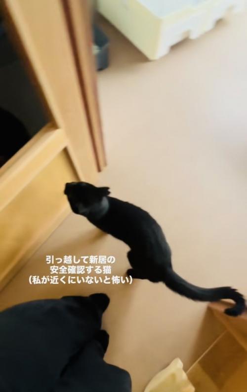 ママさんと新居の安全確認をする黒猫