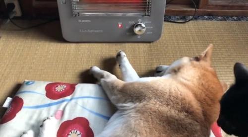 座布団で寝ている柴犬と犬を見ている黒猫