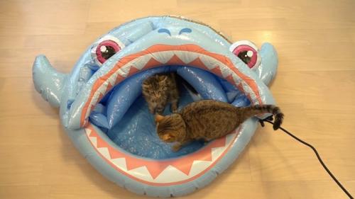 プールにいる2匹の猫