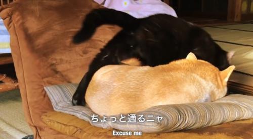 座布団で寝ている柴犬を踏む黒猫