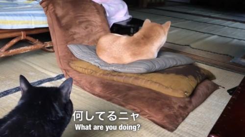 座布団で寝ている柴犬と犬を見ている黒猫