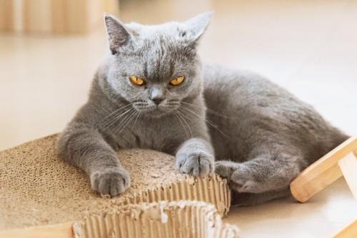 睨みをきかせる猫