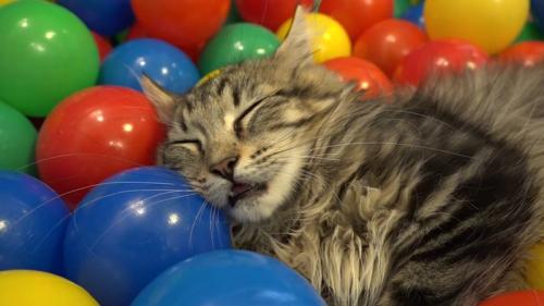 口をあけて寝ている子猫