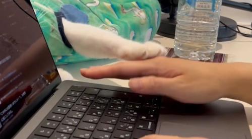 飼い主の手をさわる猫
