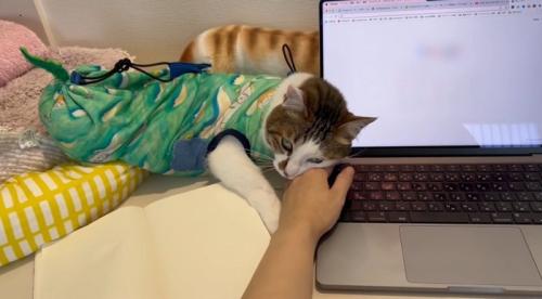パソコンのそばで飼い主の手に頭をのせる猫