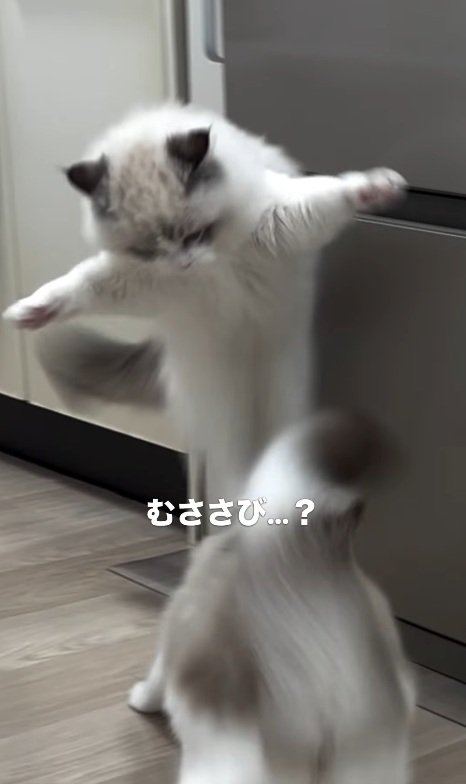 ムササビみたいな猫