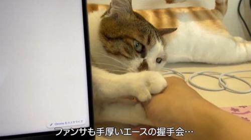パソコンの後ろからのぞいて飼い主の手をにぎる猫
