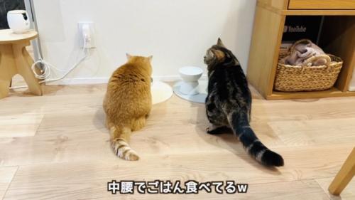 赤ちゃんを気にしながらごはんを食べる2匹のマンチカン