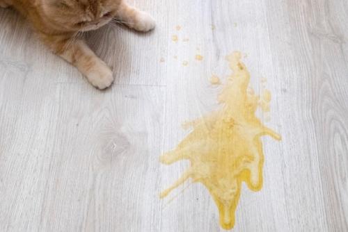 トイレに砂をかける猫