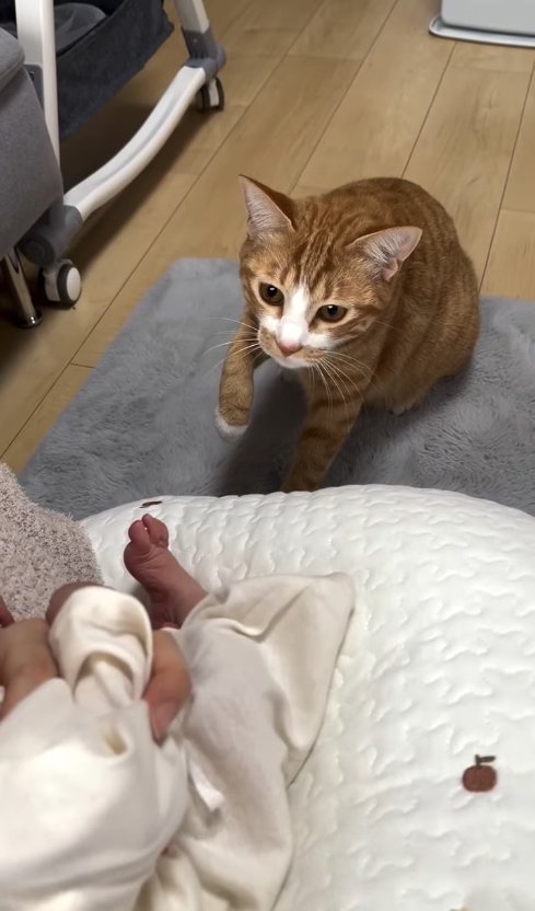 右前足をあげて新生児を見つめる猫