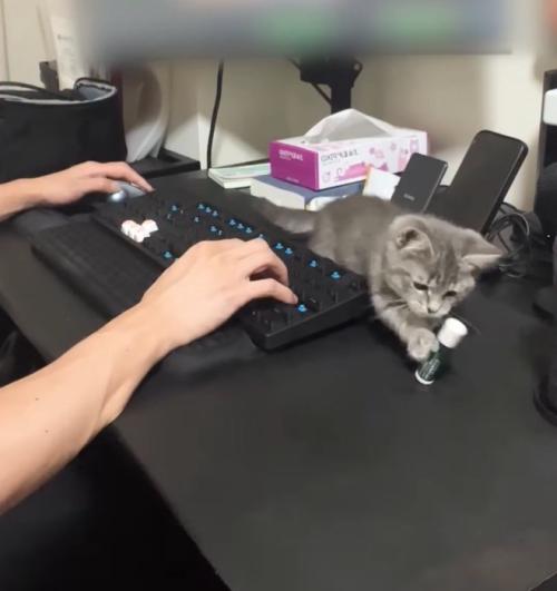 リップクリームを倒す子猫