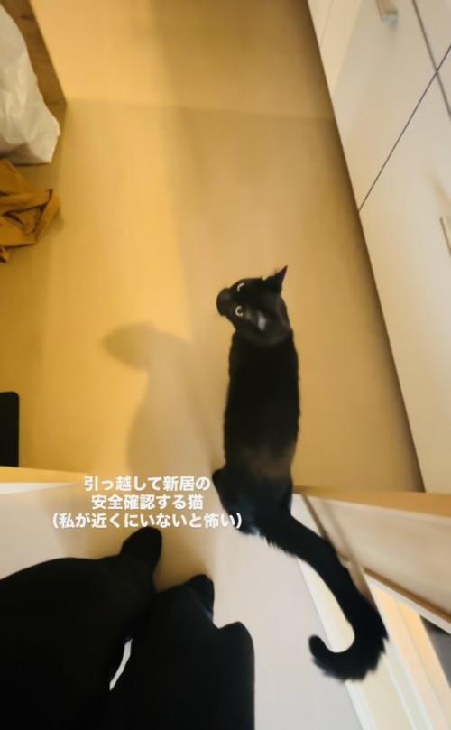 ママさんと新居の安全確認をする黒猫