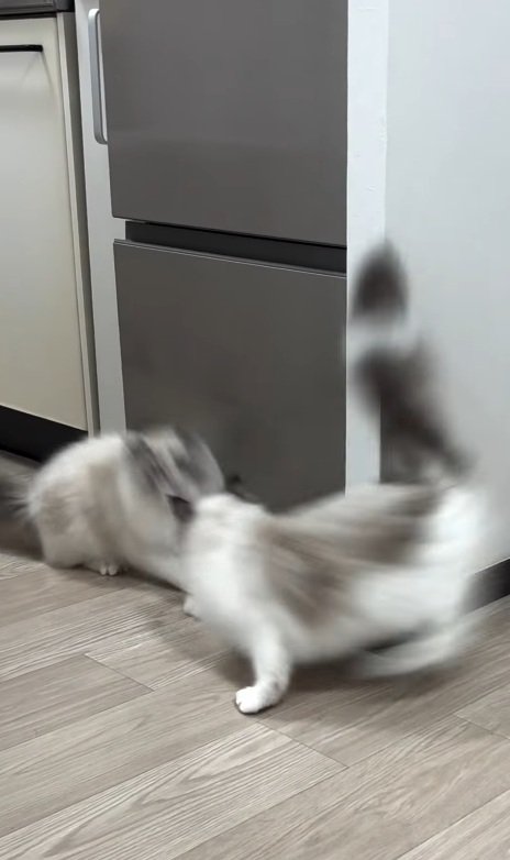 突撃する猫