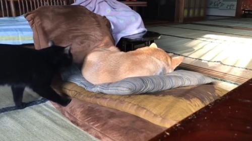 座布団で寝ている柴犬と犬を見ている黒猫