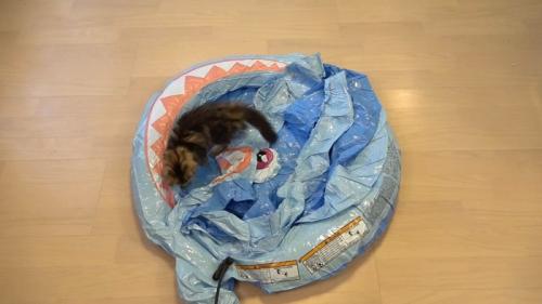 子猫とつぶれているプール