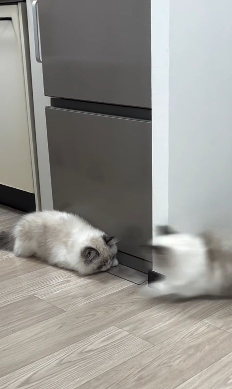 動き出す猫