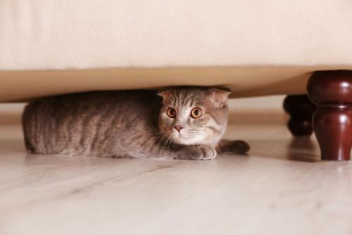 家具の下に入る猫