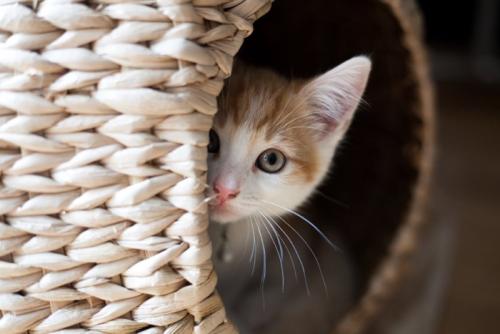 カゴに隠れる子猫