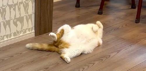 のけぞって寝ている猫
