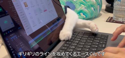 キーボードをさわる猫