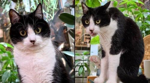 同一に見えない猫の写真2枚