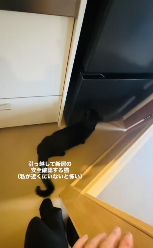 ママさんと新居の安全確認をする黒猫