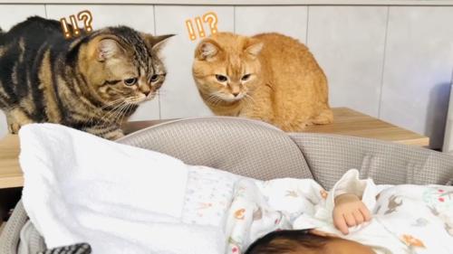 赤ちゃんの動きに驚く2匹のマンチカン